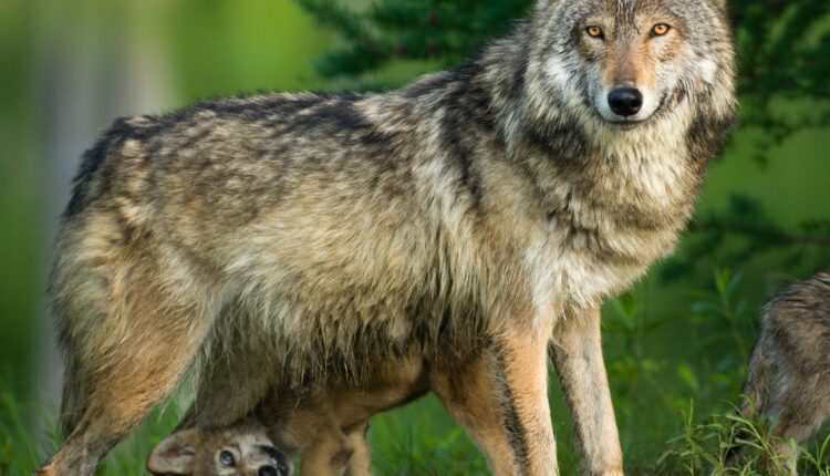 الذئب الذهبي الإفريقي