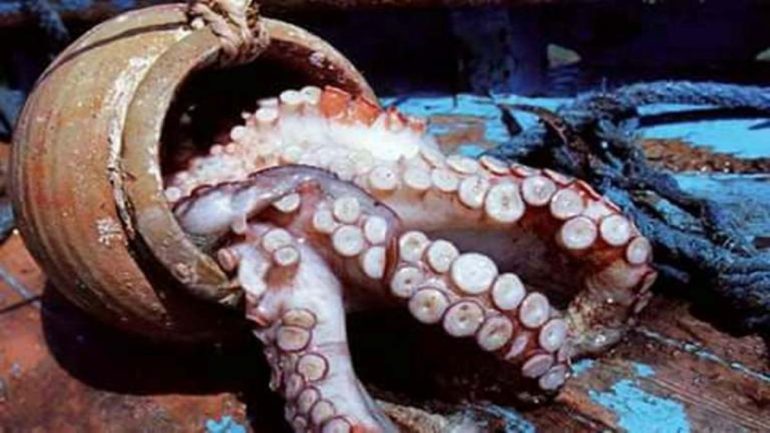 وزارة الفلاحة والصيد البحري وزارة الفلاحة والصيد البحري