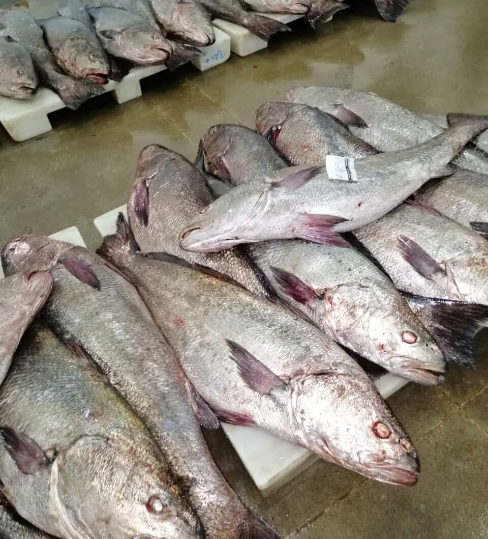 تمديد فترة الراحة البيولوجية تمديد فترة الراحة البيولوجية