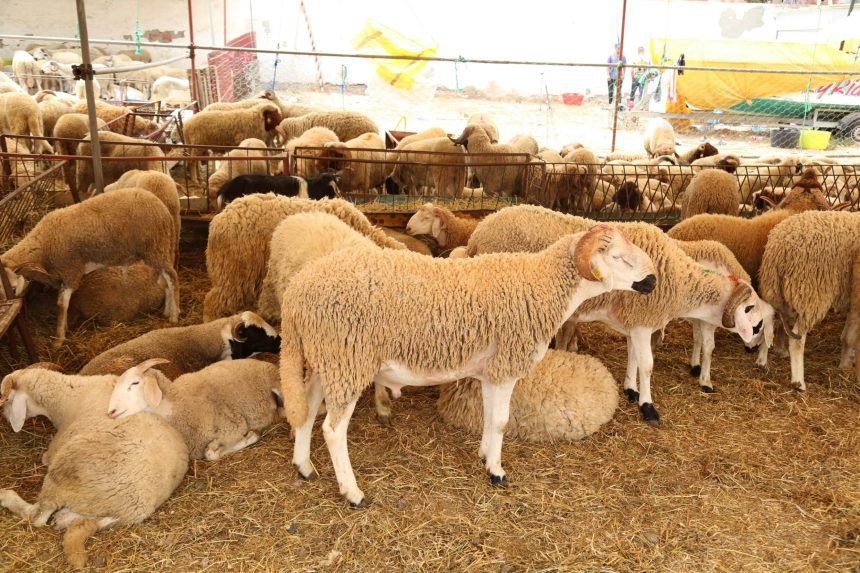 تكوين القطيع الوطني للماشية تكوين القطيع الوطني للماشية