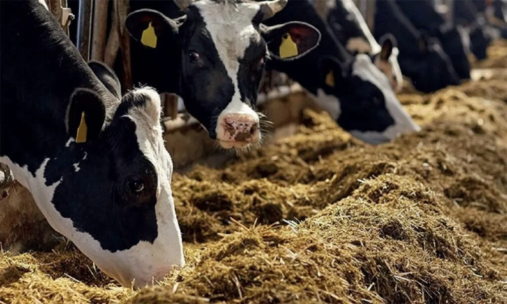 مكافحة داء السل الأبقار مكافحة داء السل الأبقار