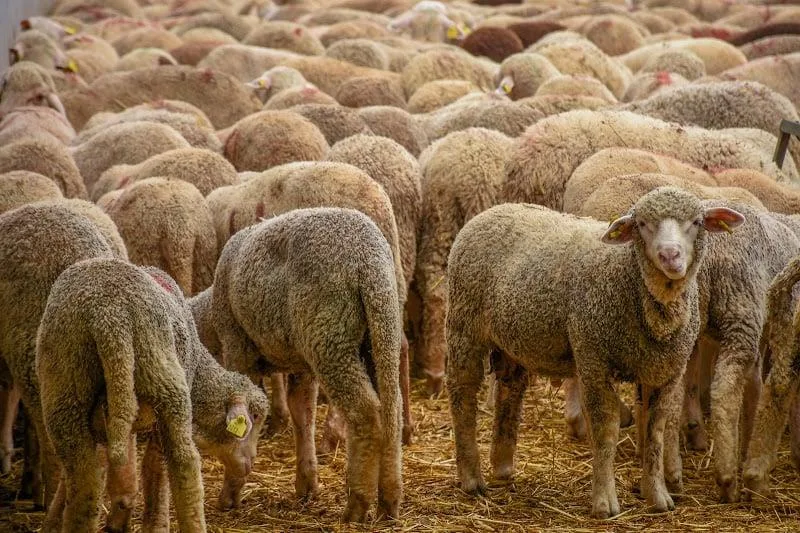 قطعان من الأغنام في المغرب وسط غلاء أسعار اللحوم